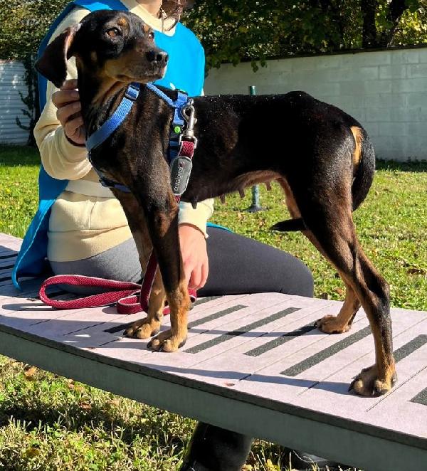 LUNA CAGNOLINA DOLCISSIMA Foto 4